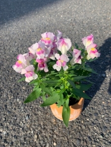 花④