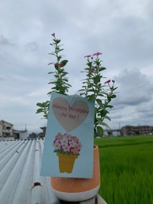 友広さま ピンクのフェアリースター