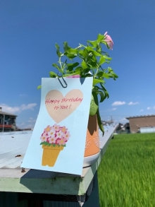 木下さま 白ピンクの日日草