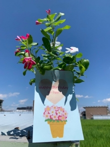 尾藤さま 赤白の日日草