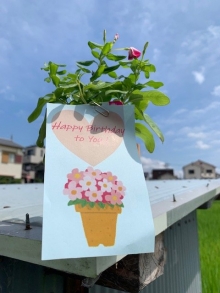 荒木さま 日々草