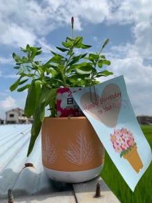 清水さま 日日草