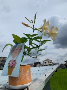 和田さま サンパラソル アプリコットカラー