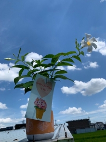 高井さま 白 サンパラソル
