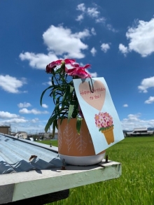 乾さま ナデシコ