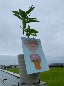 酒井さま サンパラソル