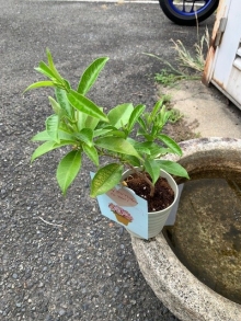 中村さま サンパラソル