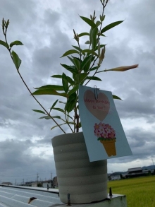 竹中さま サンパラソル 白